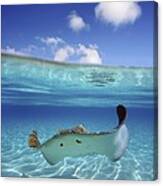 Underwater Stingray 3 Canvas Print