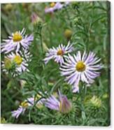 Uplifted Asters Canvas Print