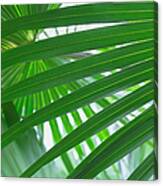 Usa, Florida, Close Up Of Palm Leaf Canvas Print