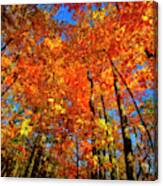 Usa, West Lafayette, Indiana, Trees Canvas Print