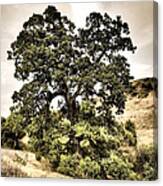 Valley Oak Canvas Print