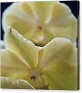 Vanilla Orchid Canvas Print