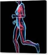 Vascular System Of Runner Canvas Print