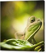 Veiled Chameleon Is Watching You Canvas Print