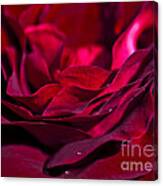 Velvet Red Rose Canvas Print