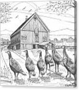 Vermont Wild Turkeys Canvas Print