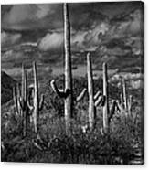 Vertical Black And White Saguaro Cactuses In Saguaro National Park By Tucson Canvas Print