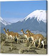 Vicunas In The Andean Desert Canvas Print