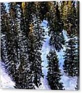 View Of Evergreens At Beaver Creek Colorado Canvas Print