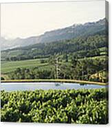 Vineyard With Constantiaberg Mountain Canvas Print