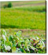 Vineyards In Autumn, Chigny-les-roses Canvas Print