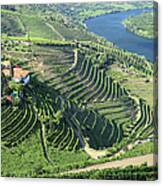 Vineyards In Douro Valley Canvas Print