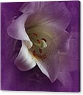 Vintage Amaryllis Canvas Print