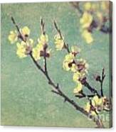 Vintage Cherry Blossom Canvas Print