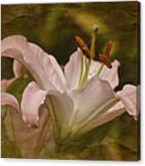 Vintage Daylily #2 Canvas Print