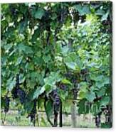 Vinyard Canvas Print