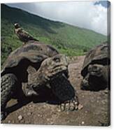 Volcan Alcedo Giant Tortoise Canvas Print