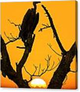 Vulture Silhouette At Sunset, South Africa Canvas Print