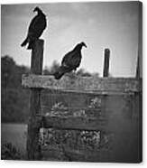 Vultures On Fence Canvas Print