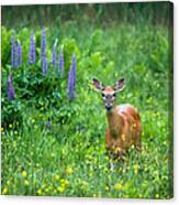 Lupine Deer Canvas Print