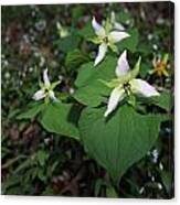 Wake Robin Trillium Canvas Print