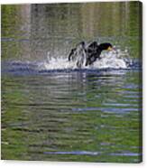 Walk On Water - The Anhinga Canvas Print