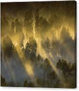 Warmth In The Cold Canvas Print