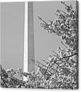 Washington Monument Amidst The Cherry Blossoms Canvas Print