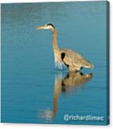 Watchful.  #bird #greatblueheron #heron Canvas Print