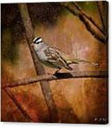 Watchful White-crowned Sparrow Canvas Print