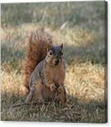 Brown City Squirrel Watching Me Canvas Print