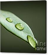 Water Drops On Green Leaf Canvas Print
