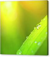 Water Drops On Leaf With Sunbeam In Canvas Print