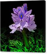 Water Hyacinth Canvas Print