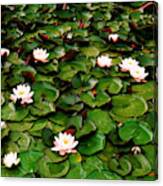 Water Lillies Canvas Print