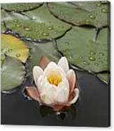 Water Lilly Canvas Print