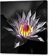 Water Lilly In Hdr Canvas Print