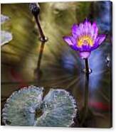 Water Lily 7 Canvas Print