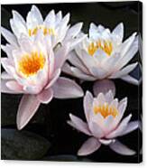 Water Lily Group Canvas Print