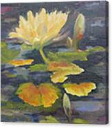 Water Lily In The Fountain Canvas Print