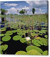 Water Lily Okavango Delta Botswana Canvas Print