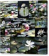 Water Lily Pond Collage 2 Canvas Print