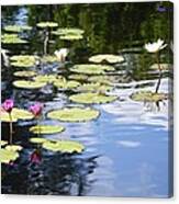 Water Lily Pond Canvas Print