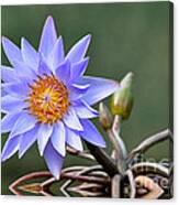 Water Lily Reflections Canvas Print