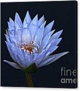 Water Lily Shades Of Blue And Lavender Canvas Print