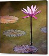 Water Lily Wonderland Canvas Print