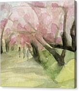 Watercolor Painting Of Cherry Blossom Trees In Central Park Nyc Canvas Print