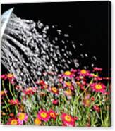 Watering Flowers Canvas Print