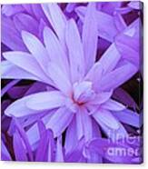 Waterlily Crocus Canvas Print