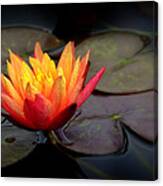 Waterlily Fire Canvas Print